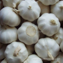 New Crop Garlic Chinese fresh garlic white garlic price